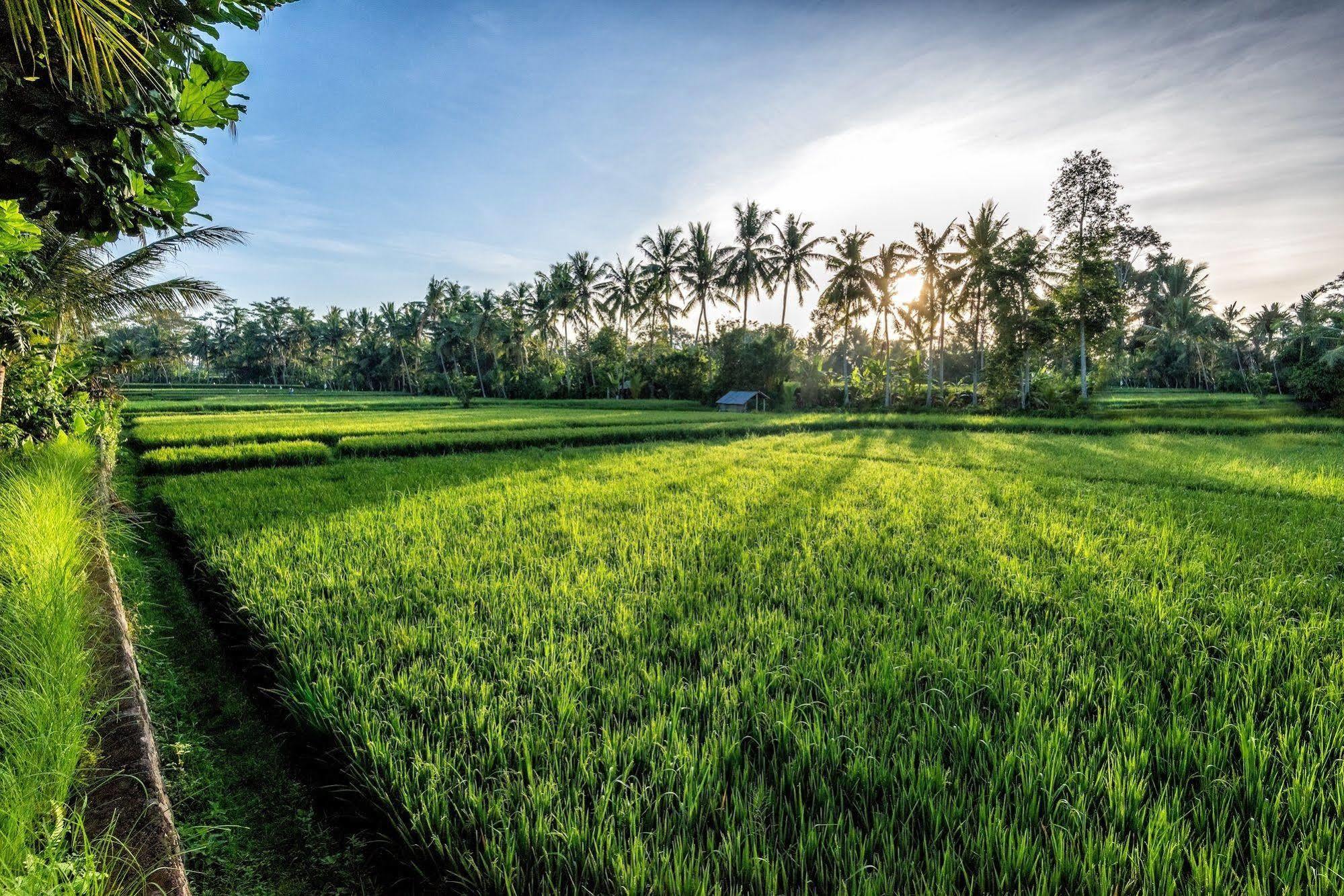 Villa Sabandari Ubud Exterior foto